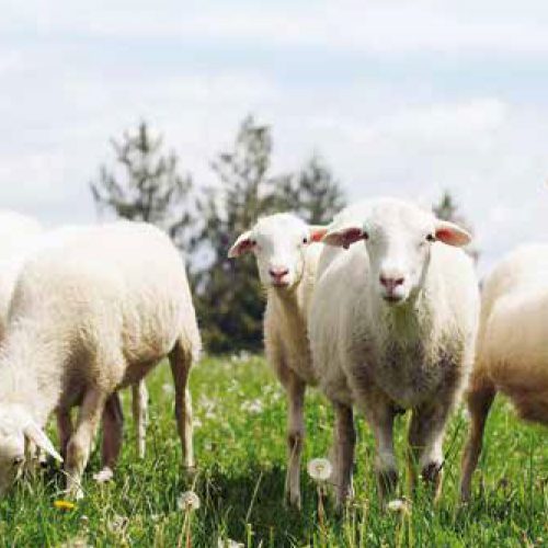 Isolation laine de moutons